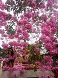 CÂY KÈN HỒNG
