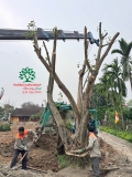 Thi công thực tế Chùa Đào Thục