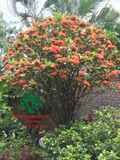 CÂY HOA MẪU ĐƠN TA (TRUYỀN THỐNG)
