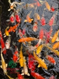 HỒ CÁ KOI 38
