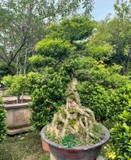 CÂY MAI CHIẾU THỦY