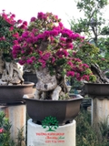 Hoa Giấy