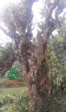 Cây Khế