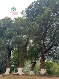 Cây Mít