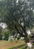Cây Mít