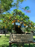 Cây Trứng Gà