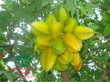 Cây Khế