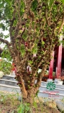 CÂY NHO THÂN GỖ