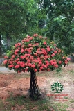 CÂY HOA MẪU ĐƠN TA (TRUYỀN THỐNG)