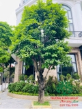Cây Sang