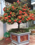 CÂY HOA MẪU ĐƠN TA (TRUYỀN THỐNG)