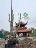 Thi công thực tế Chùa Đào Thục