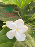 HOA NGỌC BÚT