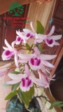 Hoa Lan