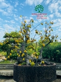 Cây Khế