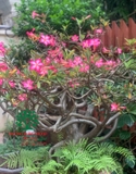 Cây hoa Sứ