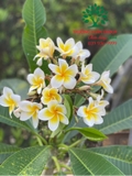 Cây Đại