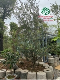 CÂY HOA MỘC HƯƠNG