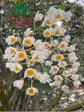 Hoa Lan