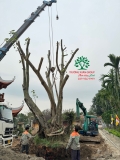 Thi công thực tế Chùa Đào Thục