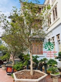 CÂY HOA MỘC HƯƠNG