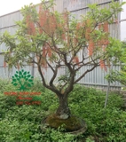 Cây Lộc Vừng