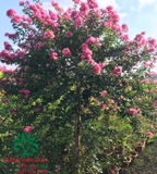 HOA TƯỜNG VI