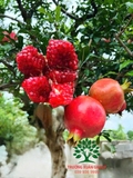 Cây Lựu