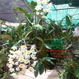 Hoa Lan