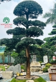 Tùng La Hán