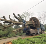 CÂY VẢI