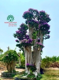 Cây Bằng Lăng