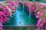 Hoa Giấy