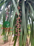 Hoa Lan