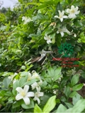 Cây Hoa Nguyệt Quế