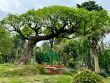 Cây Lộc Vừng