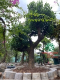 Cây Mít
