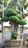 Bonsai 68