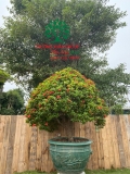 CÂY HOA MẪU ĐƠN TA (TRUYỀN THỐNG)