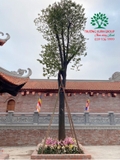 CÂY THỊ
