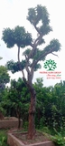 Cây Trứng Gà