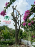 Cây Khế