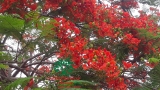 Cây Phượng