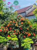 CÂY HOA MẪU ĐƠN TA (TRUYỀN THỐNG)