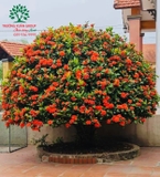 CÂY HOA MẪU ĐƠN TA (TRUYỀN THỐNG)
