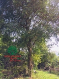 Cây Bồ Quân