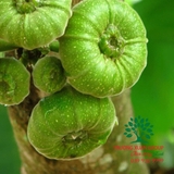 CÂY VẢ