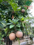 Cây Hồng Xiêm