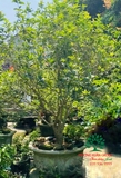 CÂY HOA MỘC HƯƠNG