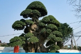 CÂY DUỐI